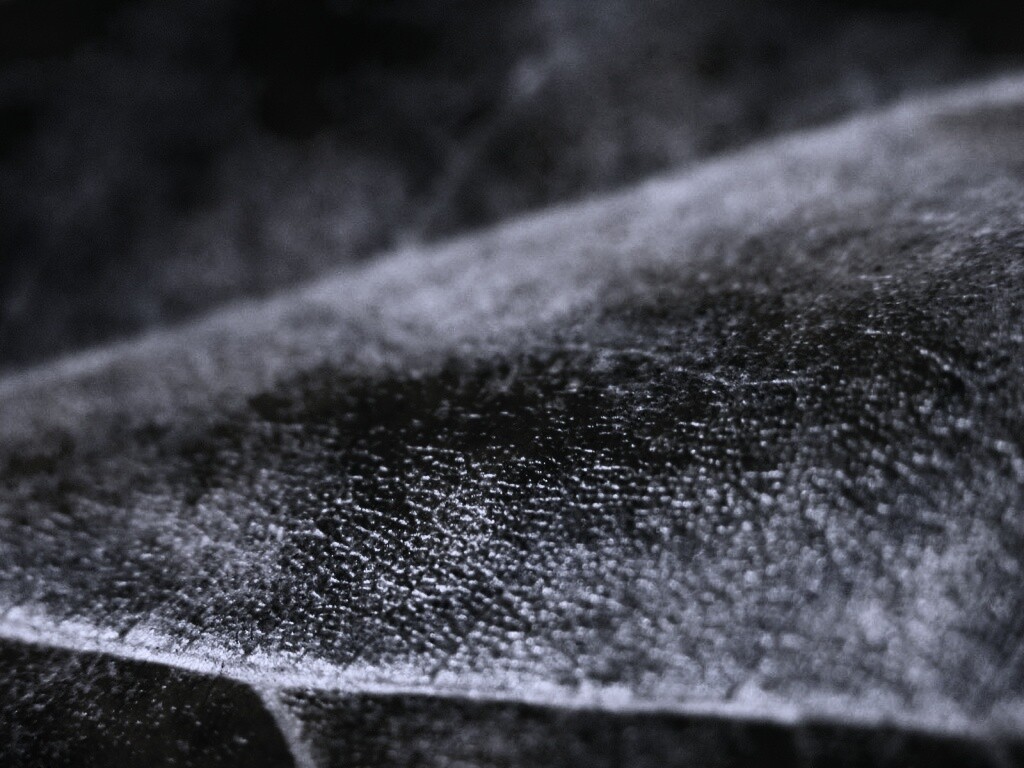 Повехность листа обои