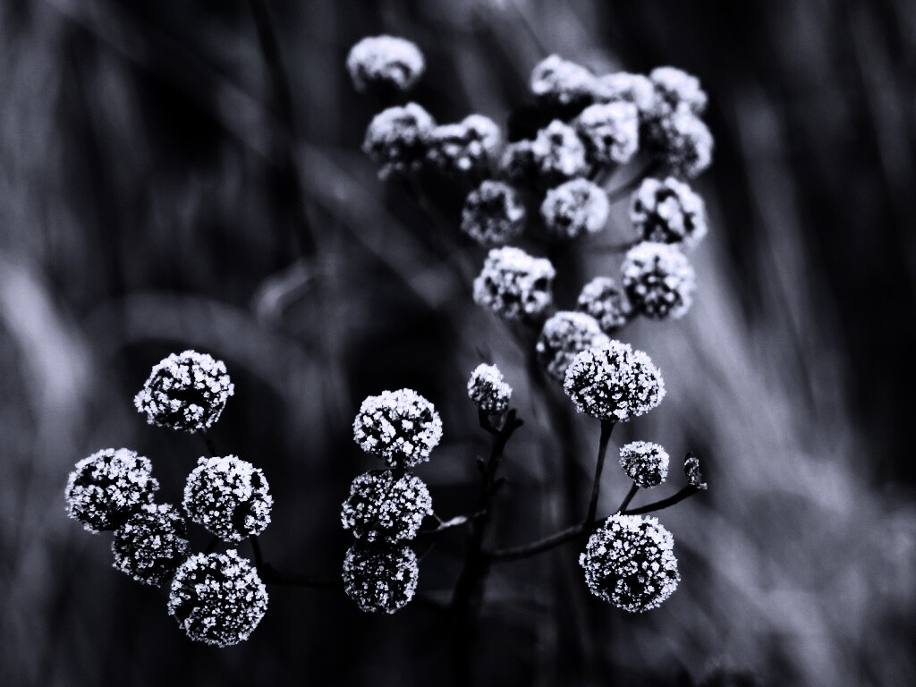 Иний на растении обои