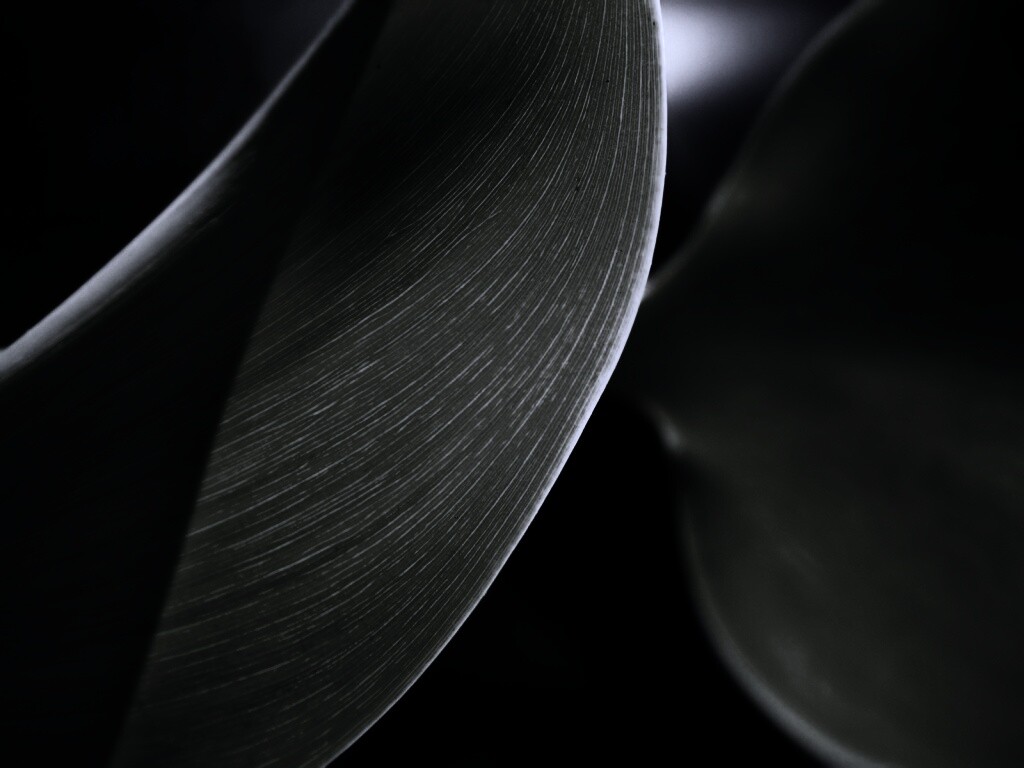 Лист на просвет обои