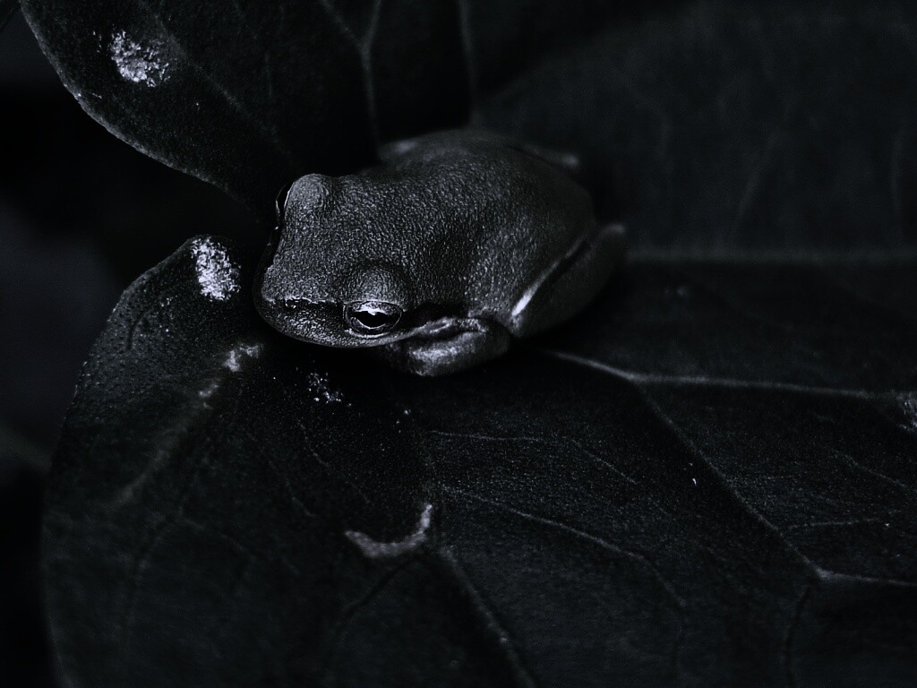 Лягушка на листике обои