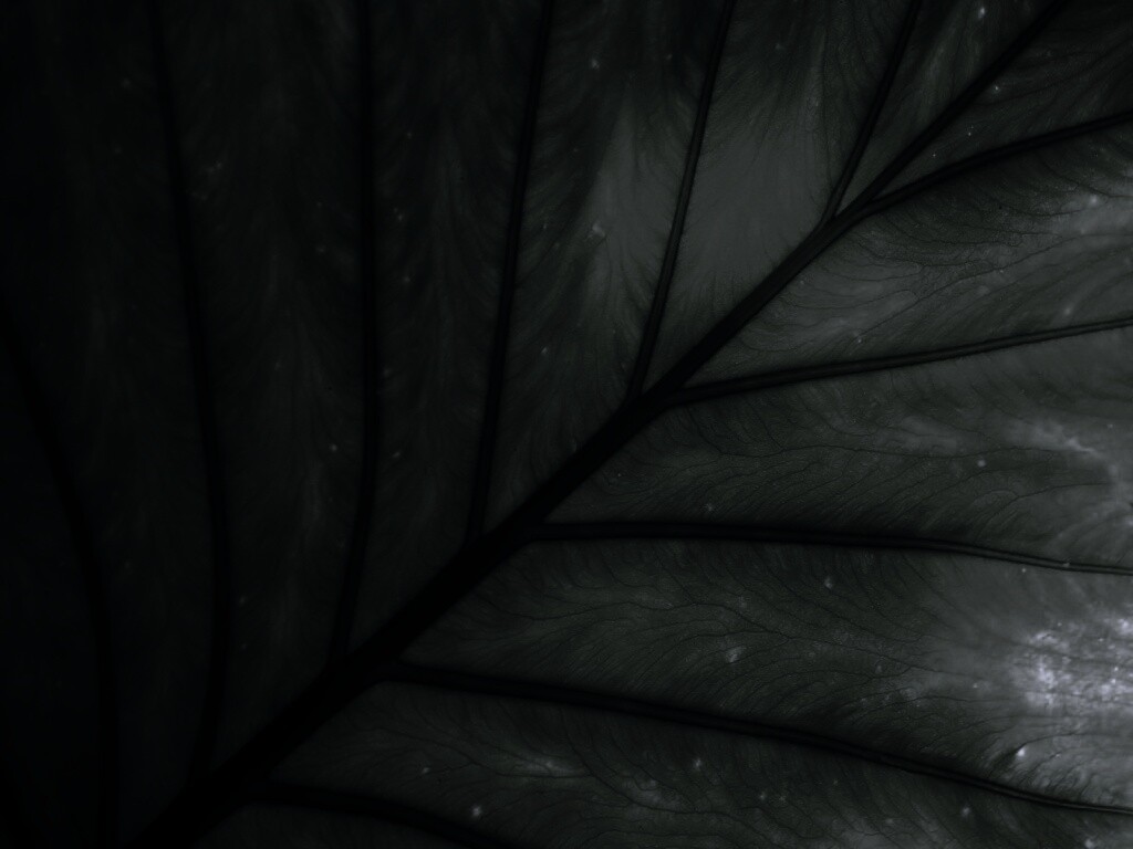 Макро фото листа обои