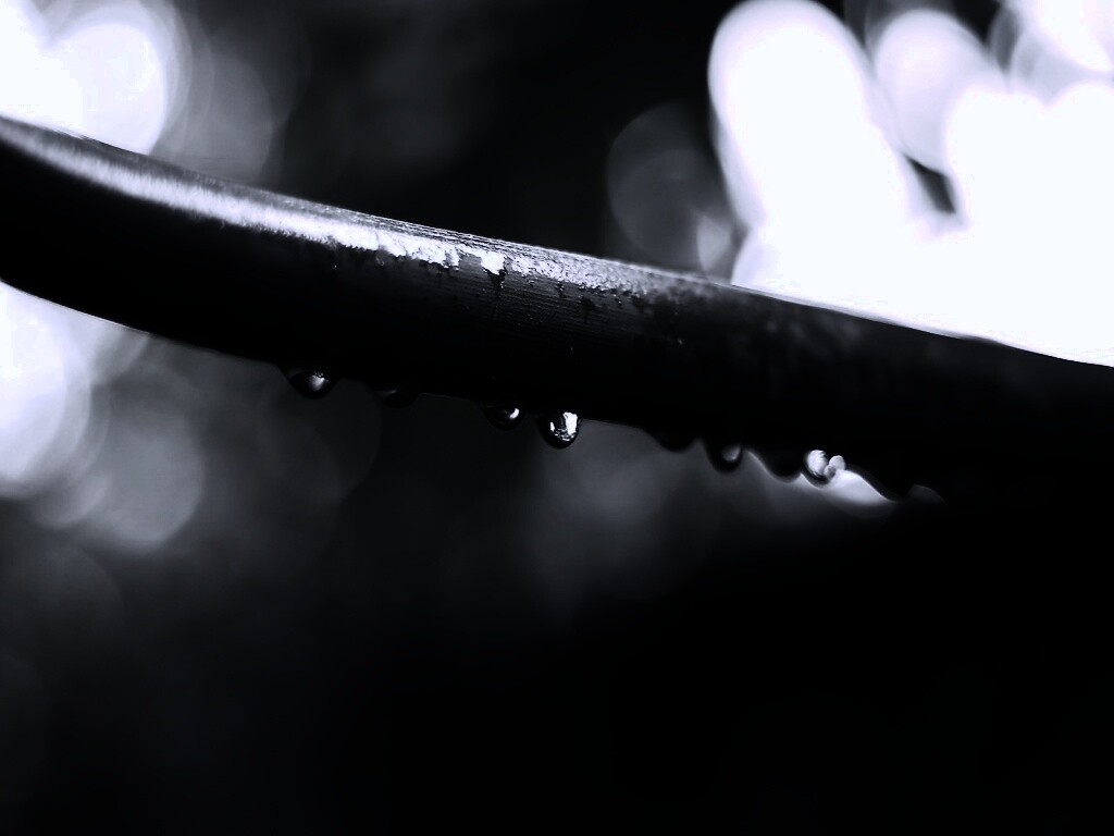 Капли на стебле обои