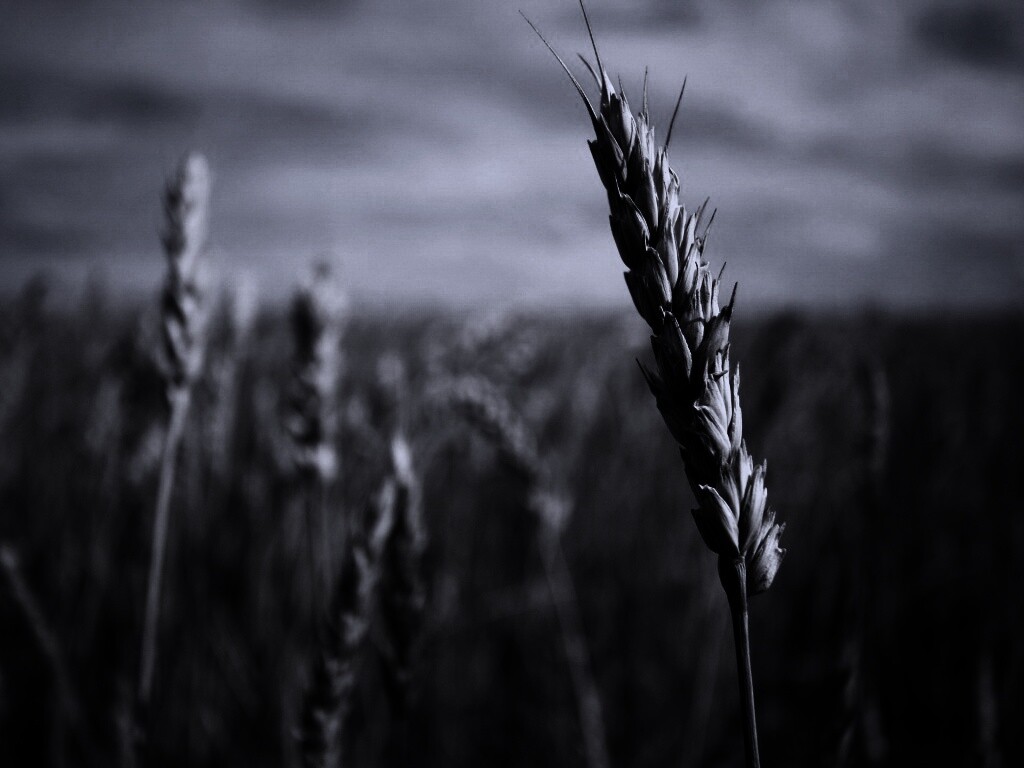 Колосок обои