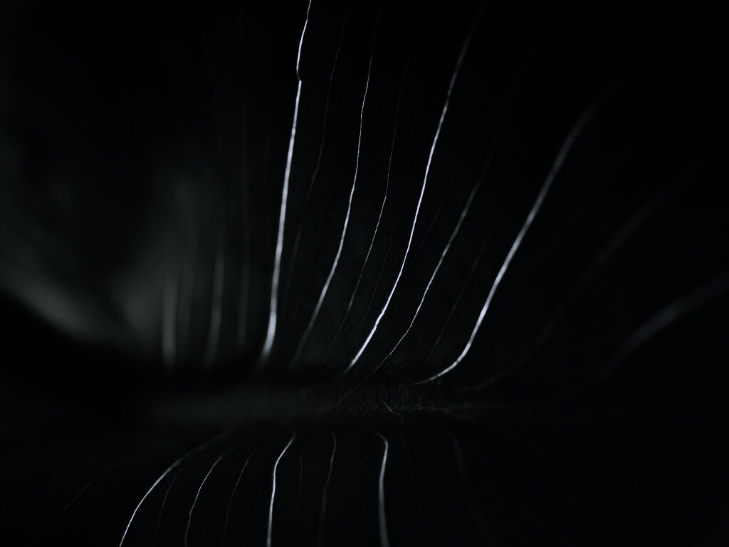 Широкий лист обои