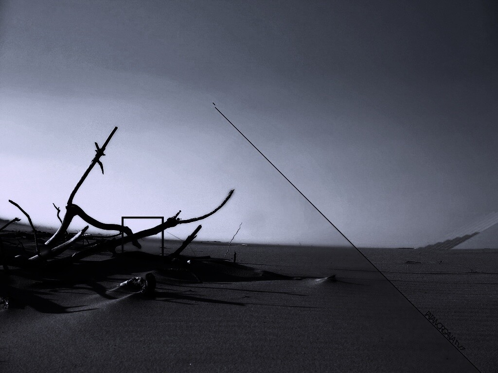 Сухостой в песках обои