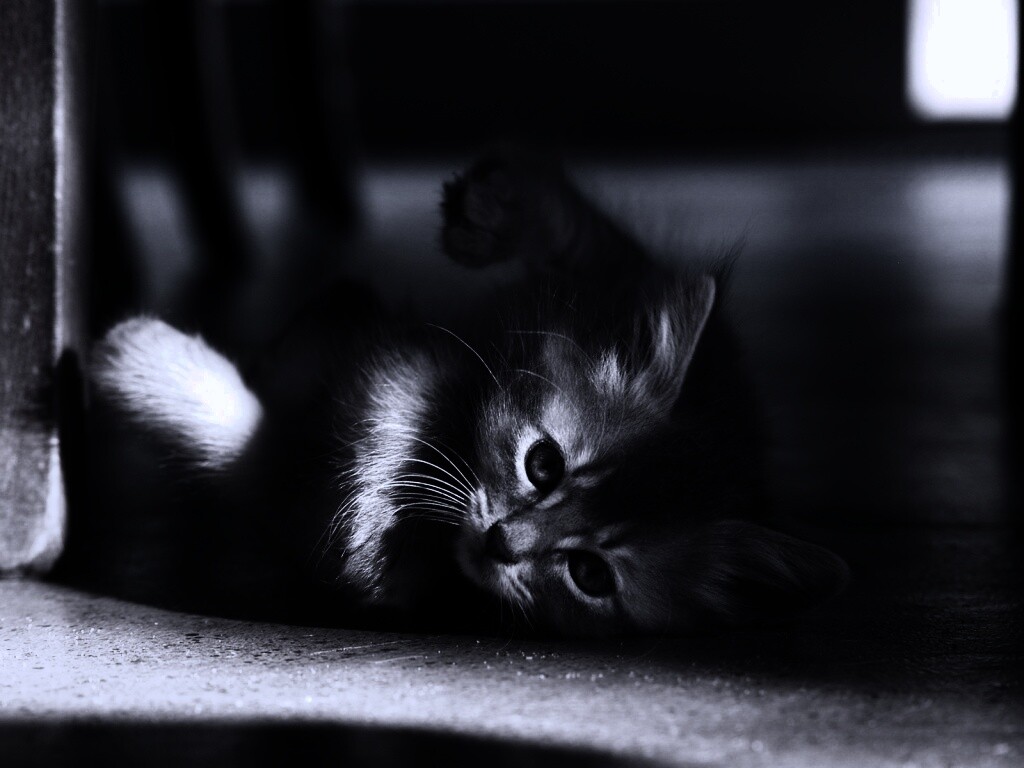 Котенок играет под стулом обои