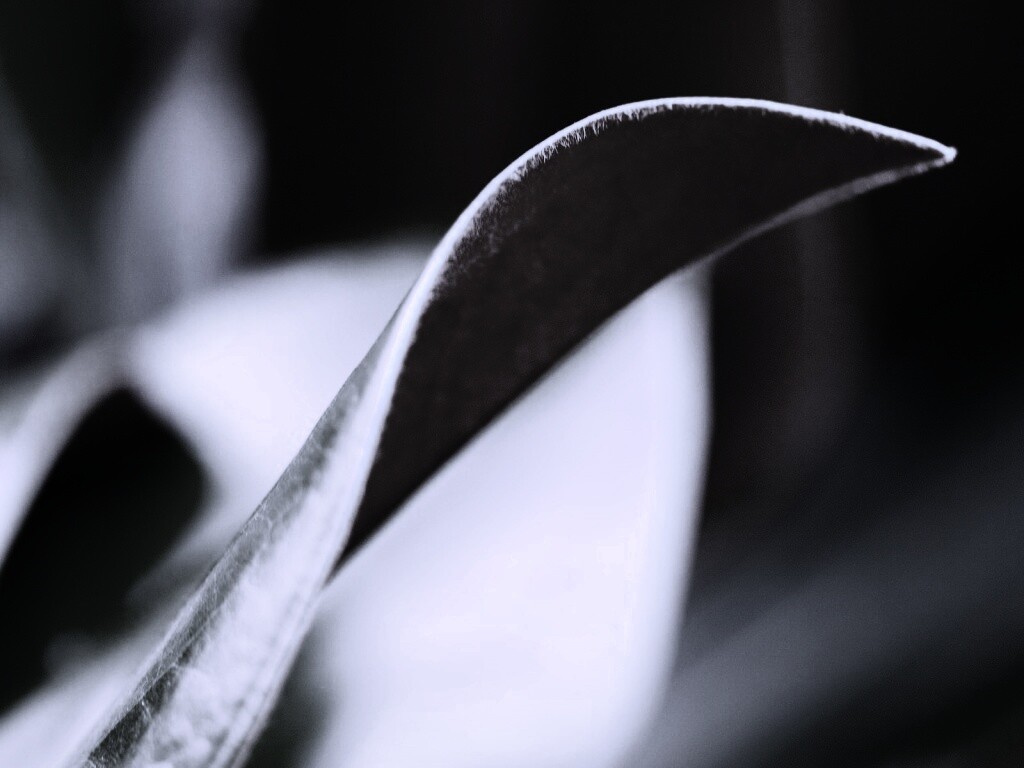 Обратаня сторона листа обои