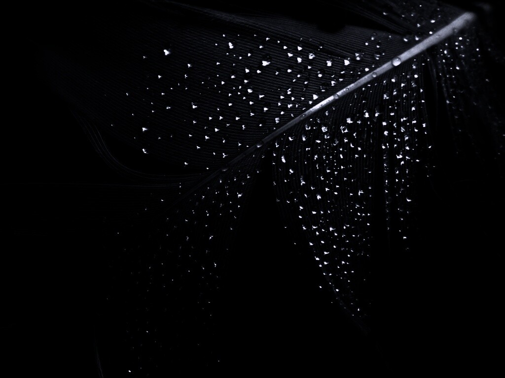 Капли на черном пере обои