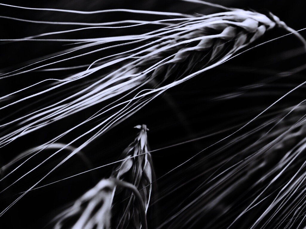 Лохматые колосья обои