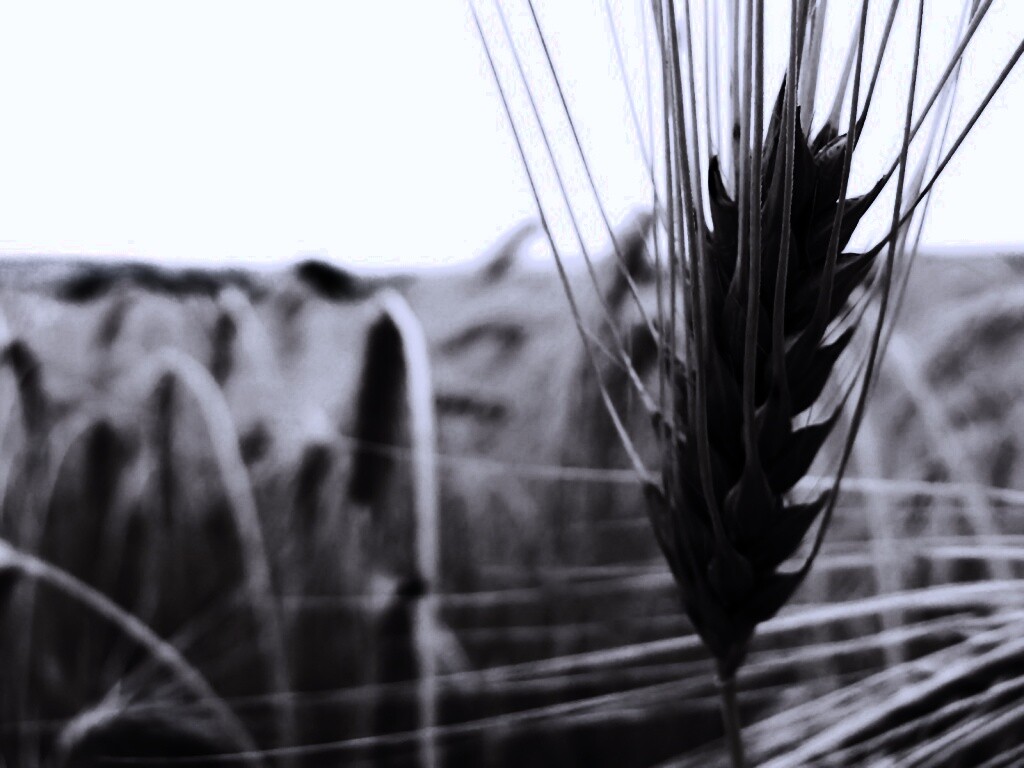 Короткий колос обои