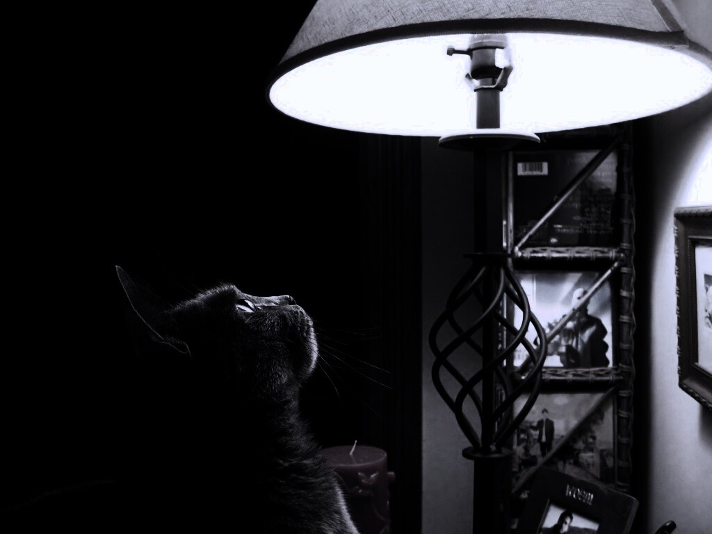 Кот смотрит под торшер обои