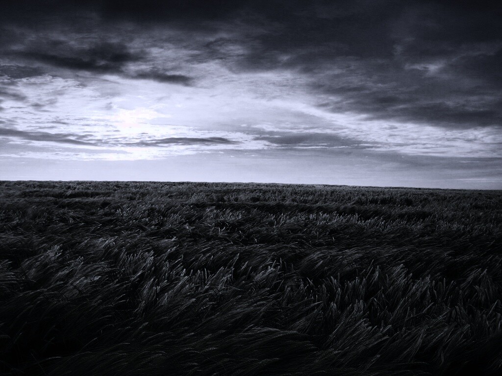 Море трав обои