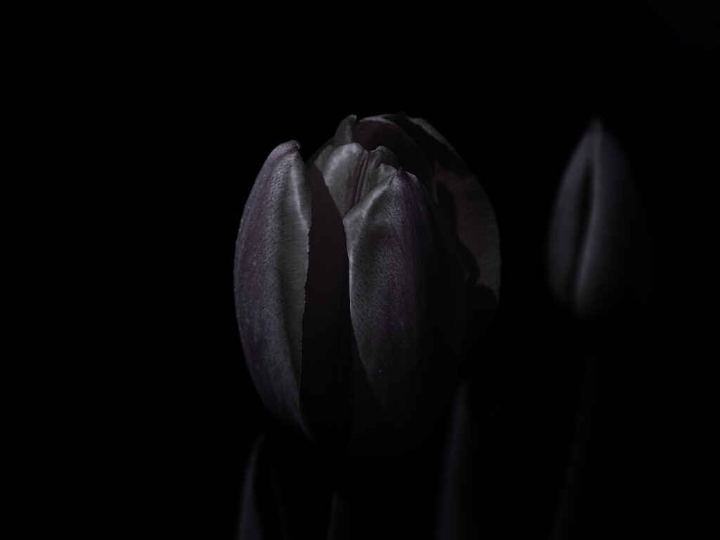 Распускающийся тюльпан обои