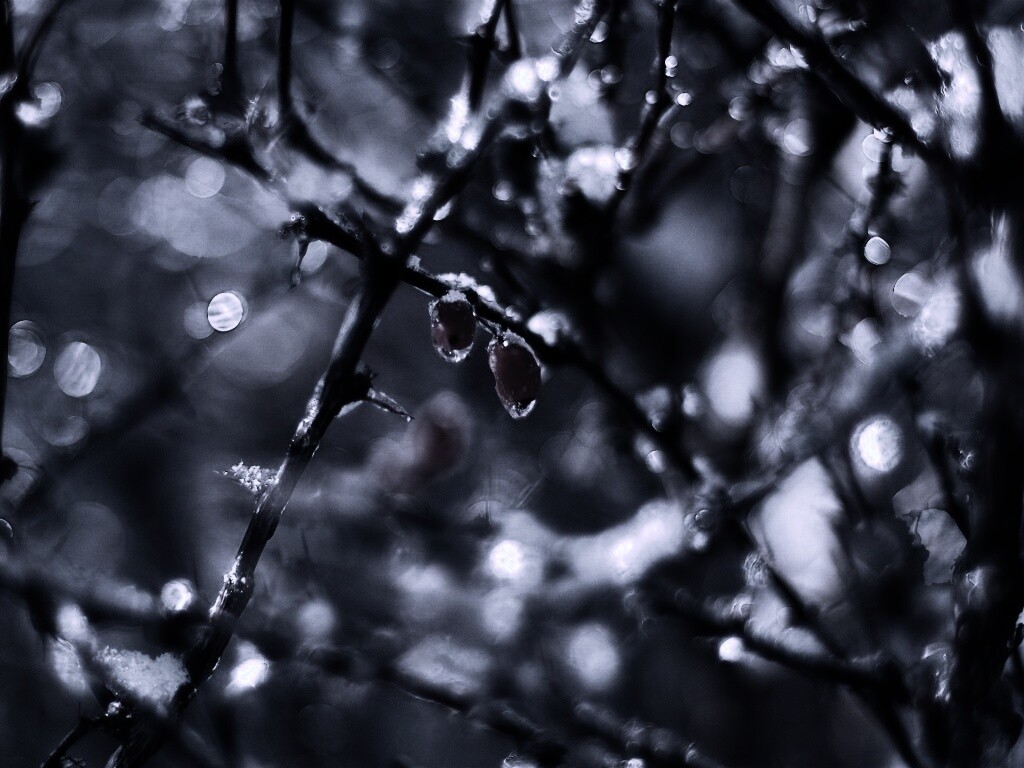 Замерзшие ягоды обои