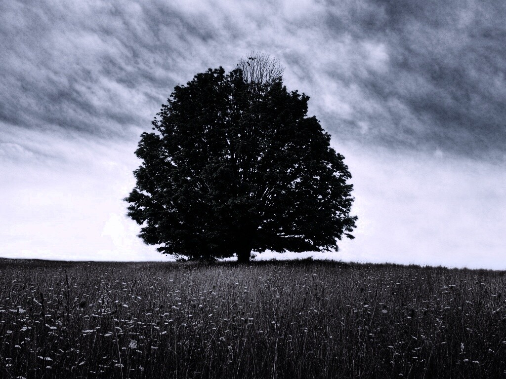 Зеленое дерево в желтом поле обои