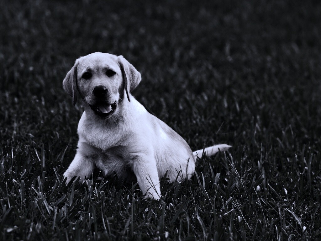 Щенок лабрадора в траве обои