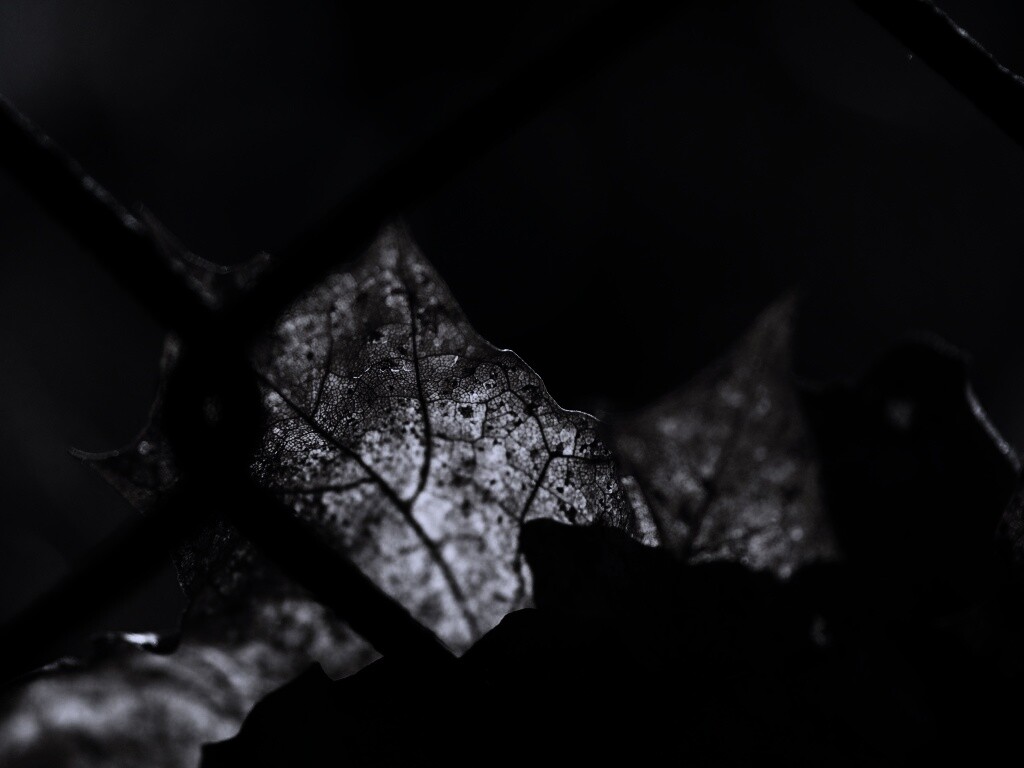 Осенний лист на забором обои