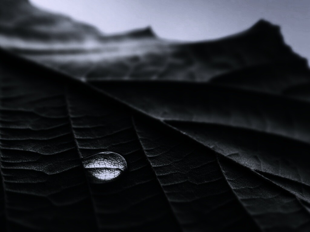 Капля на листе обои