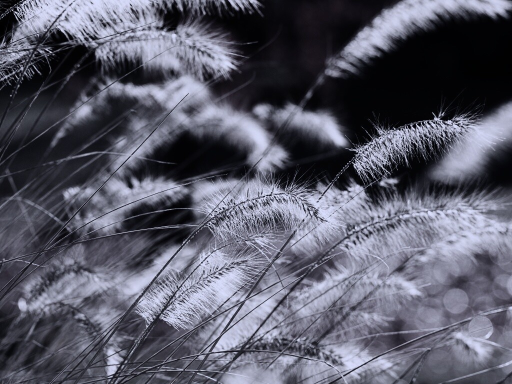 Травинки на ветру обои