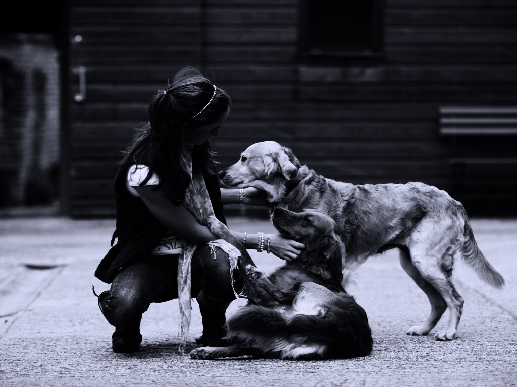 Девушка с собаками обои