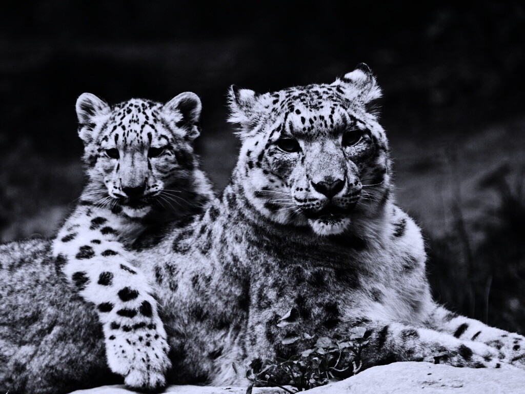 Самка снежного барса с котенком обои