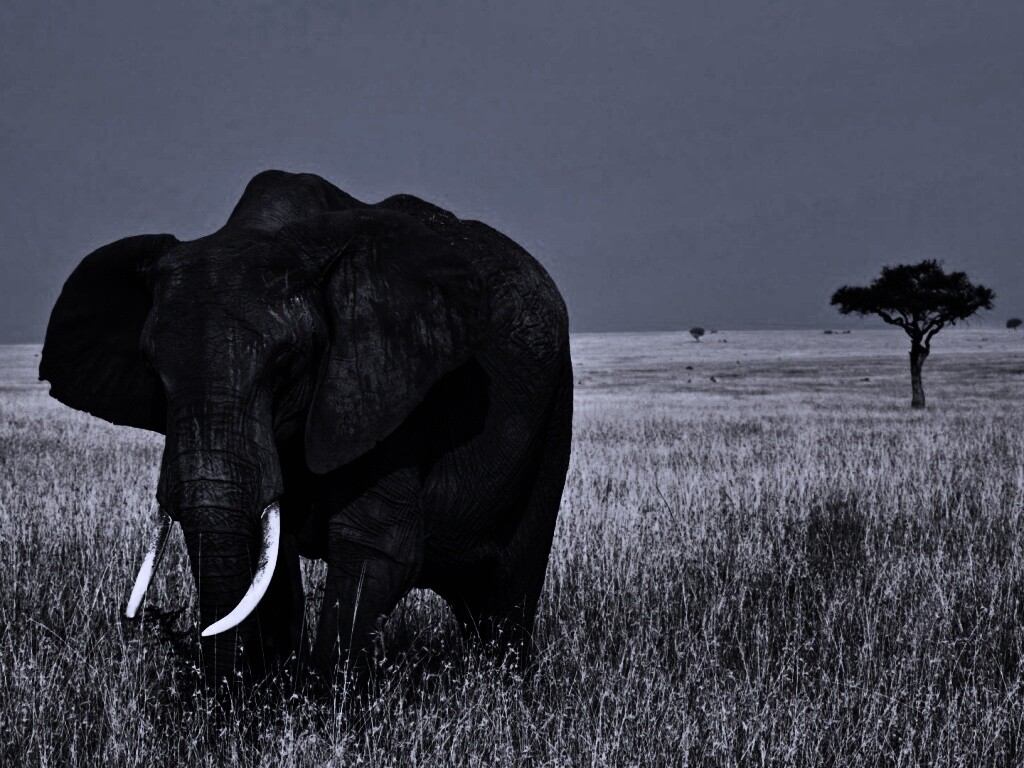 Африканский слон обои
