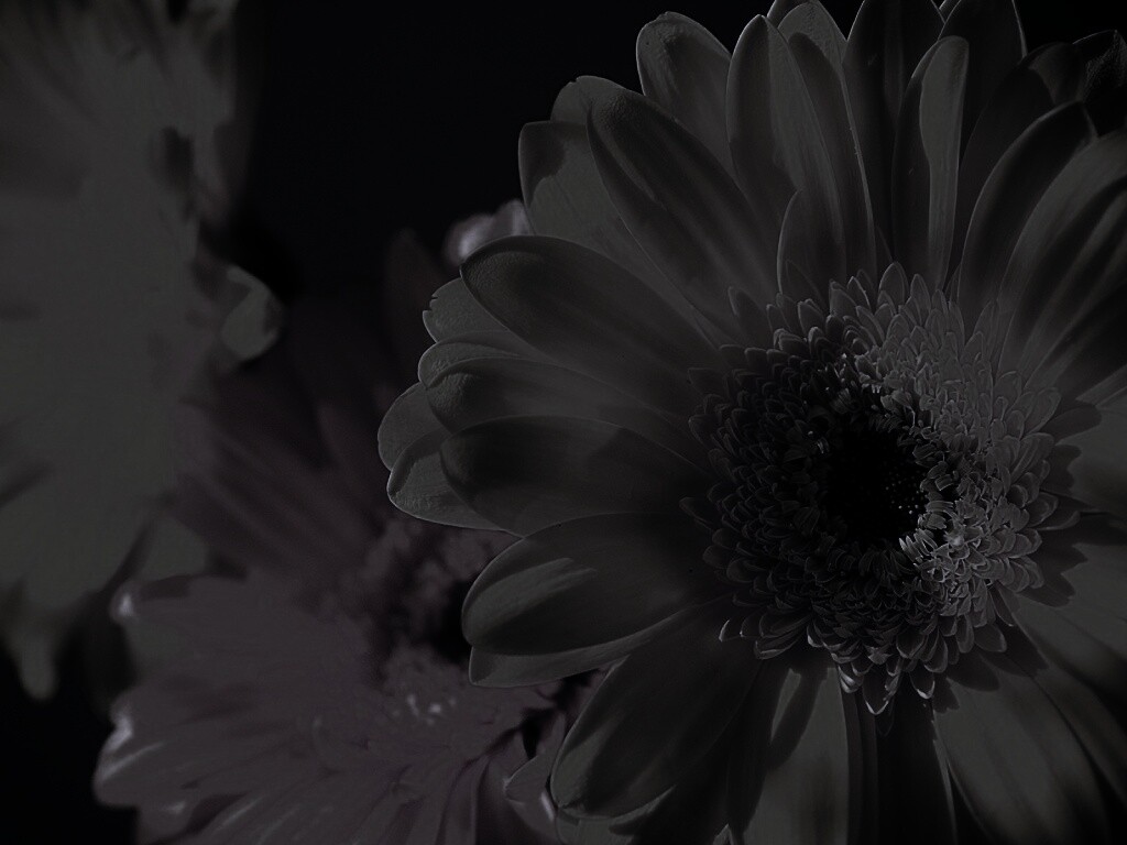 Желтый гербер обои