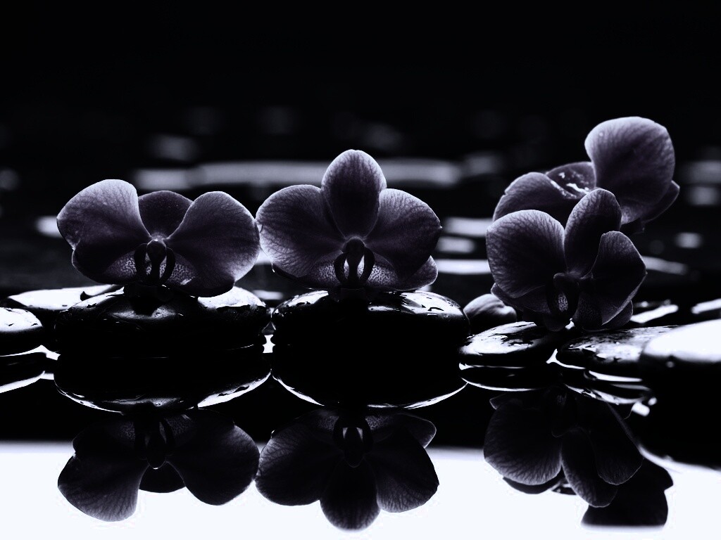 Орхидеи на камнях обои