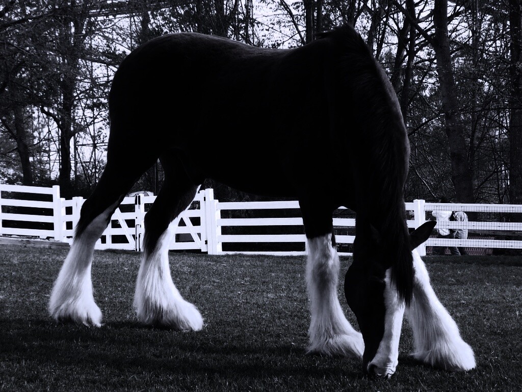 Лошадь с лохматыми ногами обои