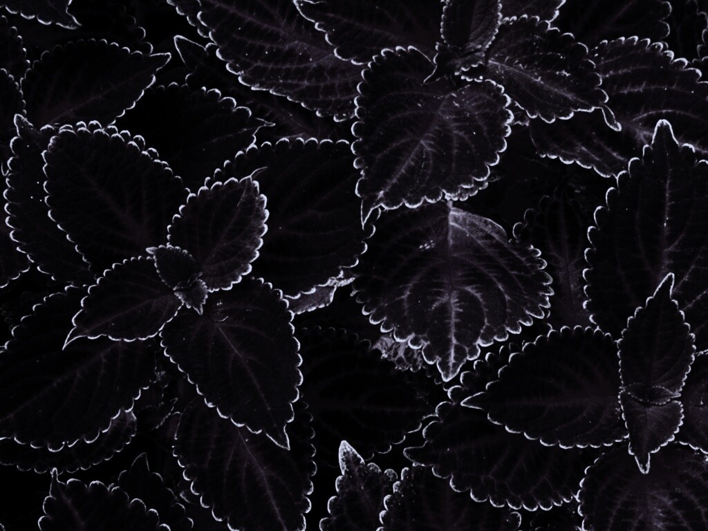 Красные листья обои