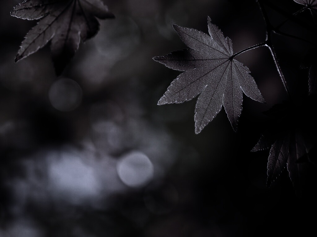 Осенние листья обои