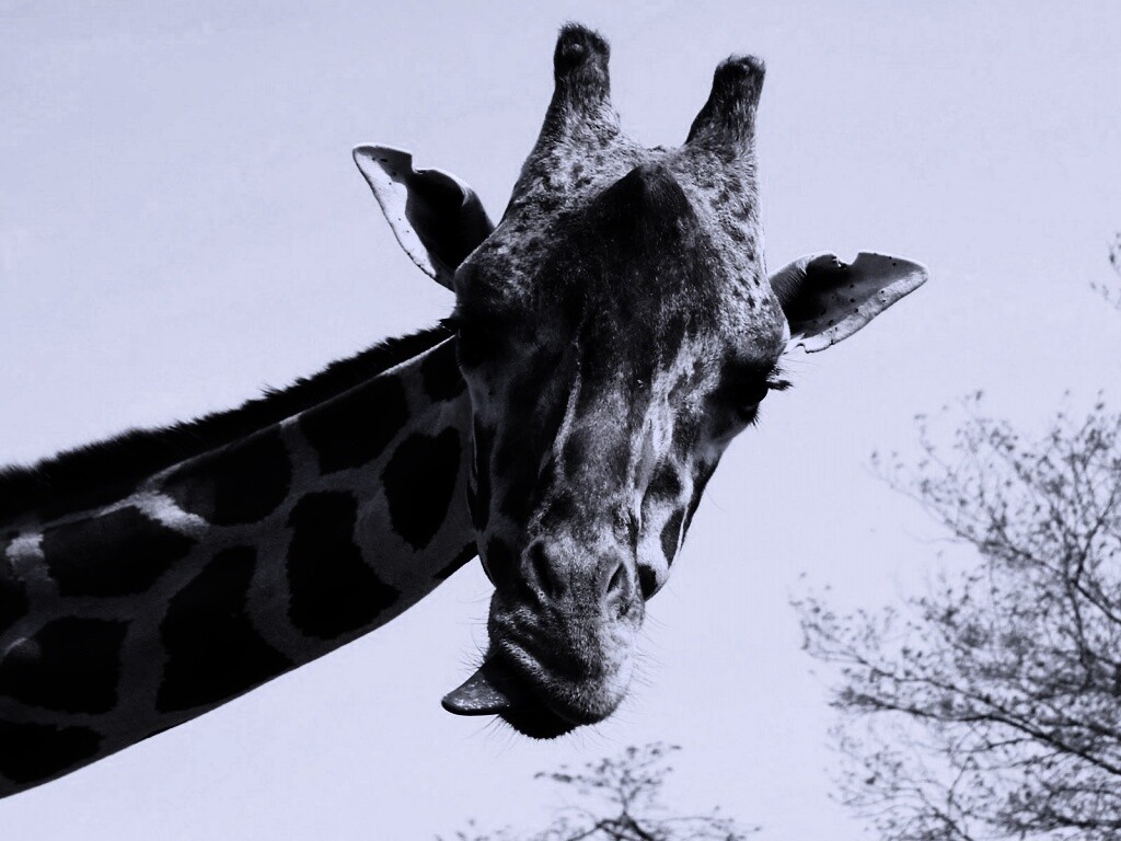 Жираф показывает язык обои
