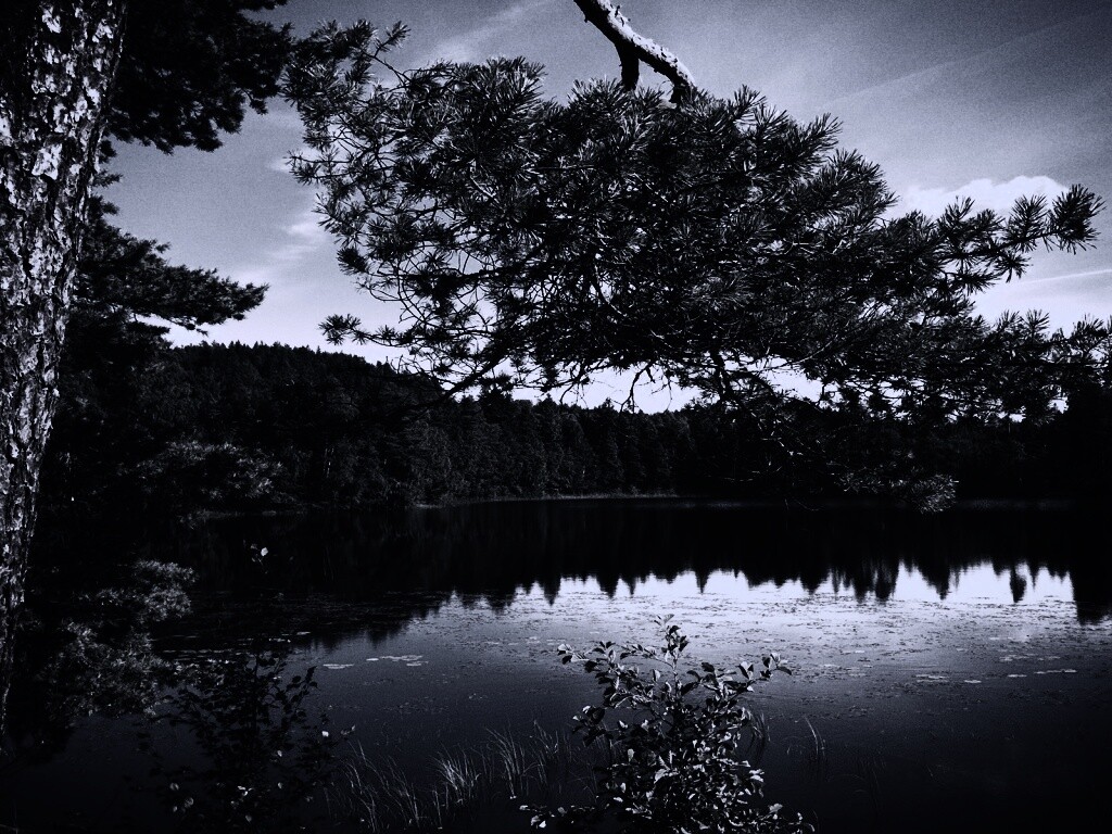 Ветка сосны над озером обои