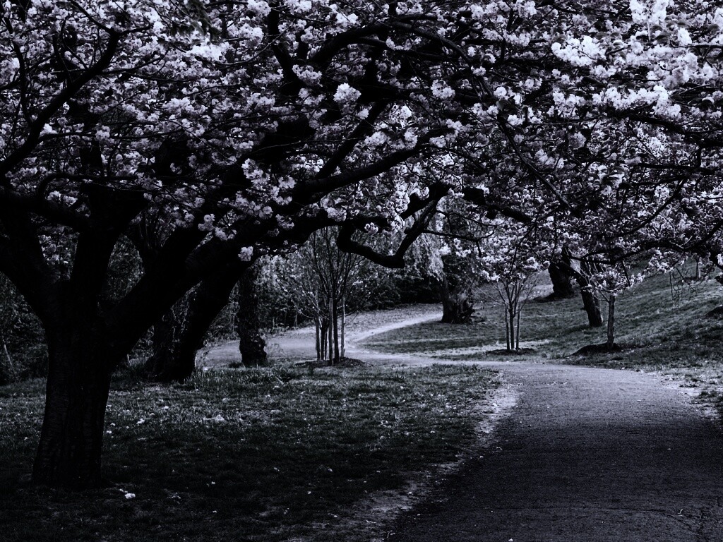 Дорожка между деревьями обои