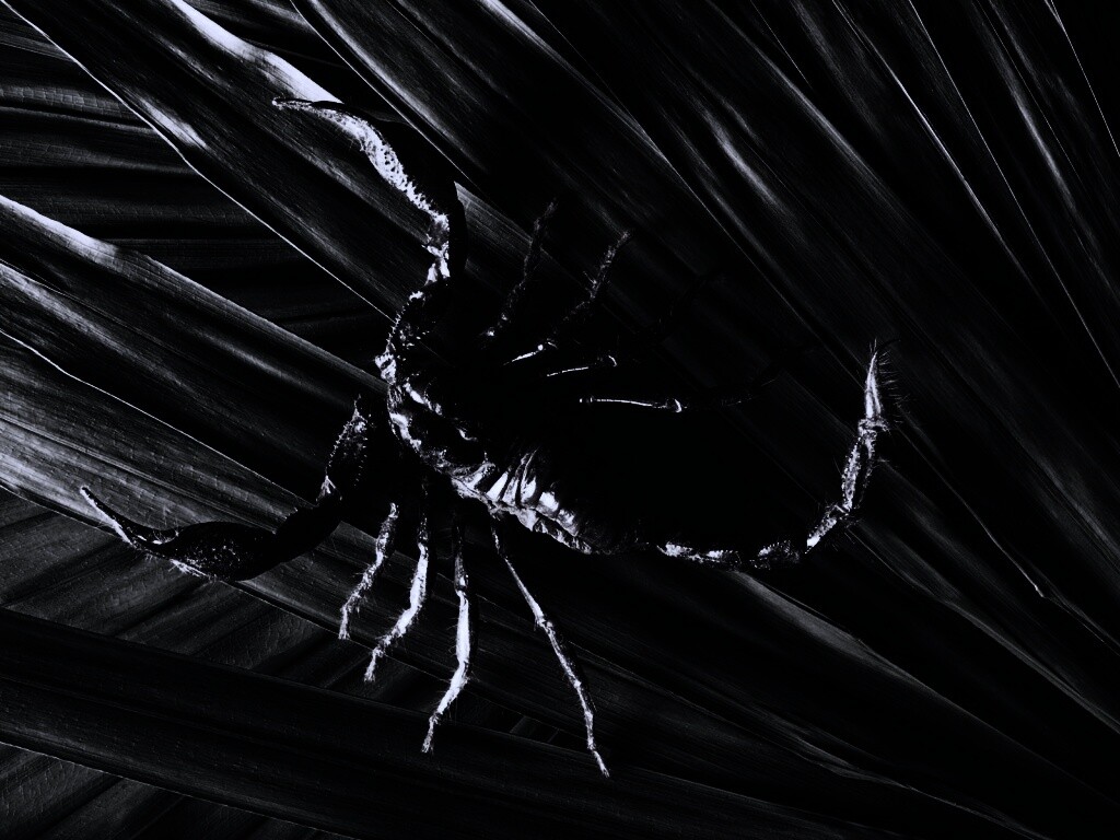 Скорпион на траве обои