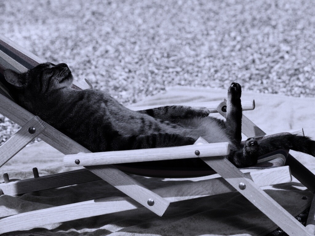 Кот в отпуске обои