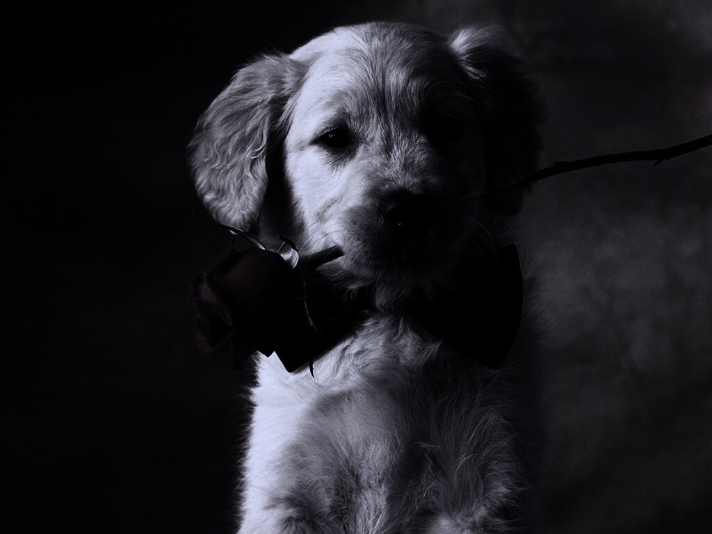 Щенок с розой в зубах обои