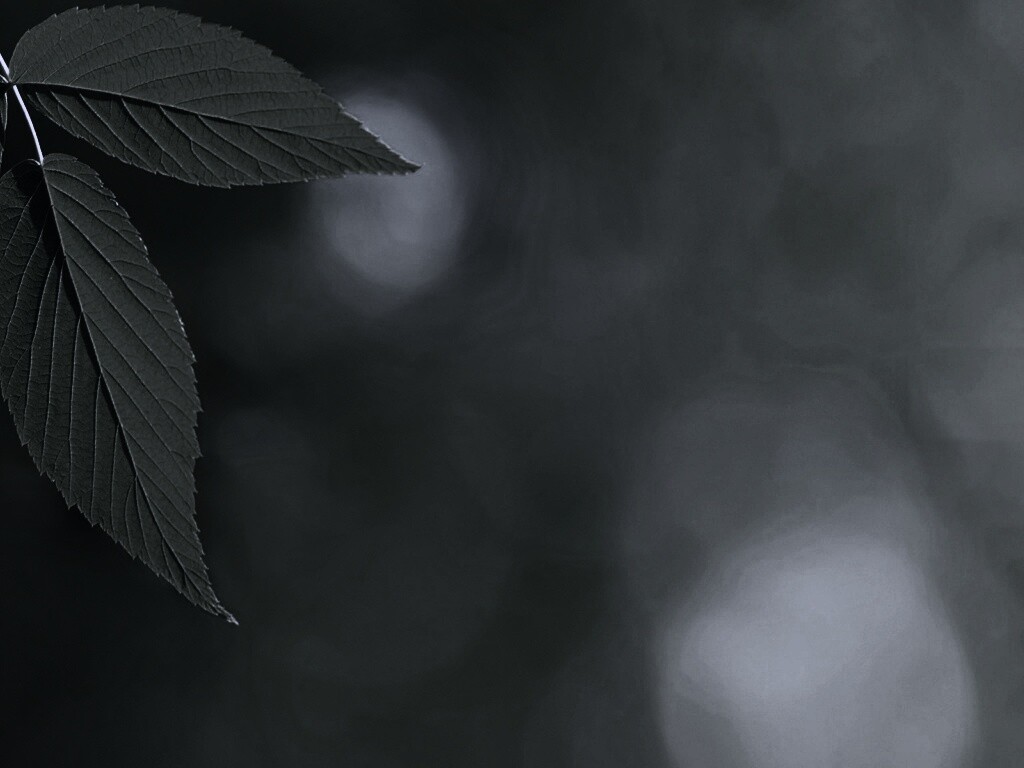 Два листа обои