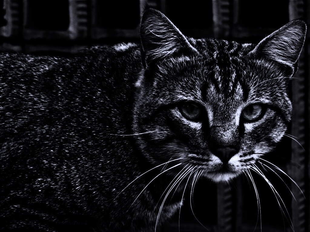 Зеленоглазый кот обои