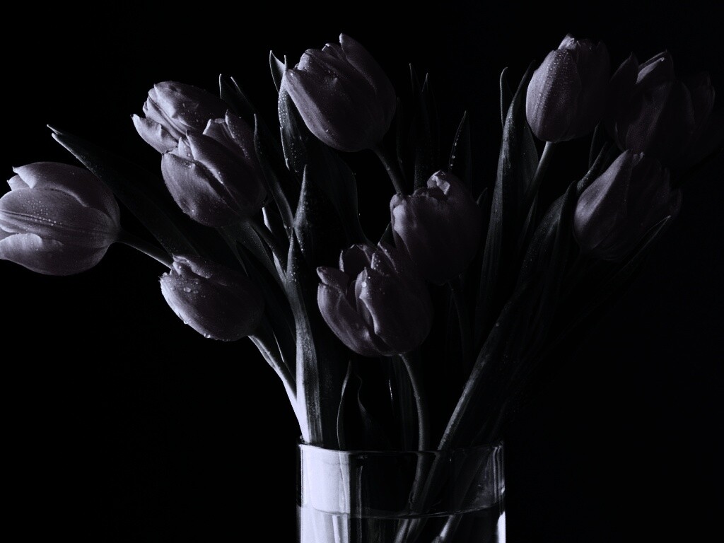 Букет тюльпанов обои