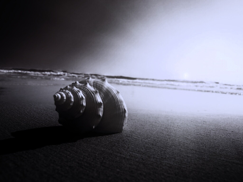 Золотистая ракушка обои