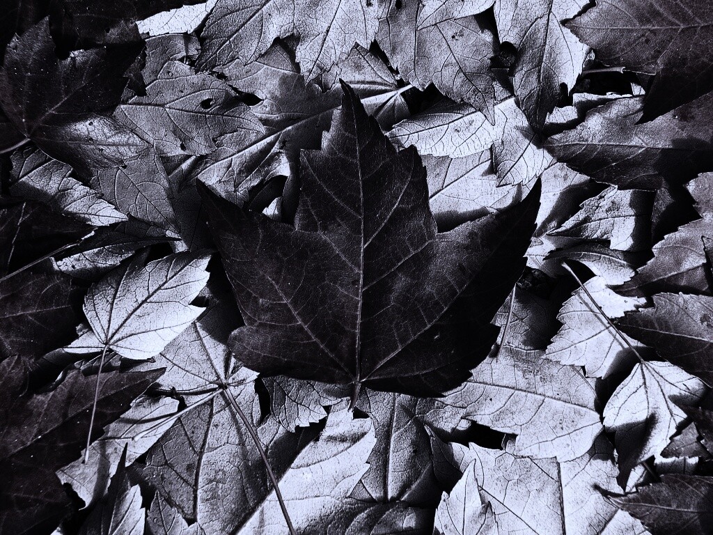 Флаг Канады из листьев обои