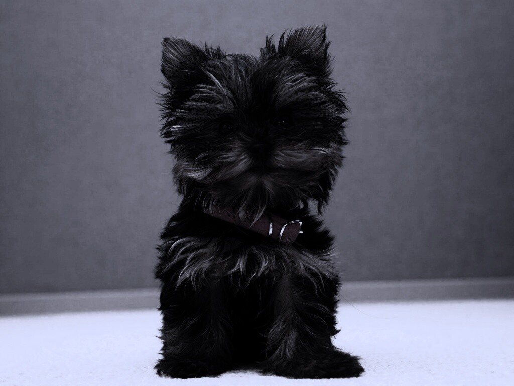 Щенок в красном ошейнике обои