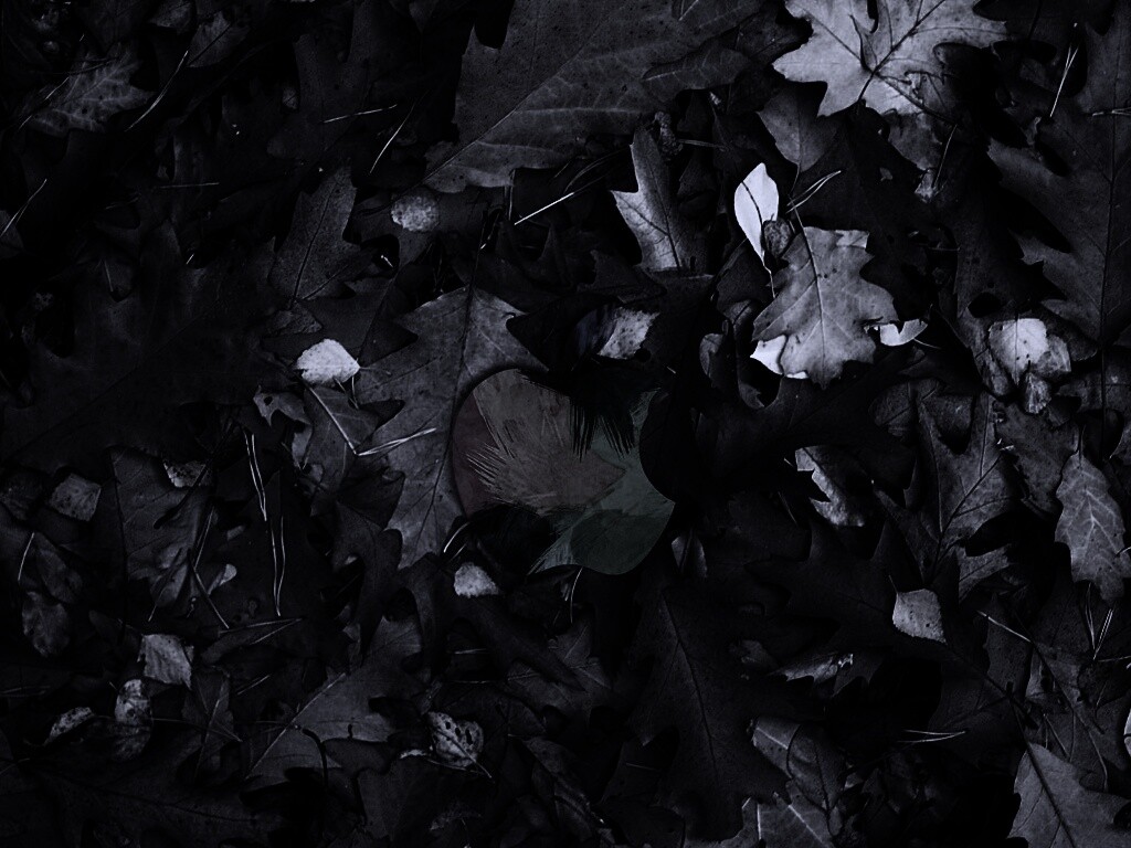 Эпл в сухой листве обои