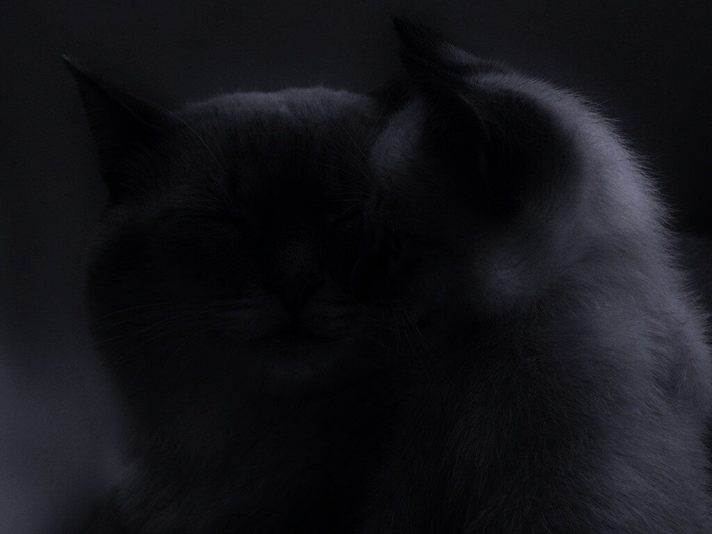 Кошка с котенком обои