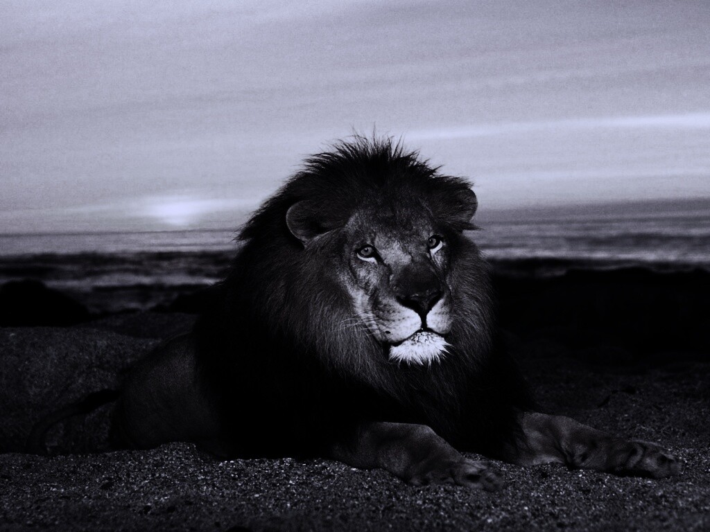Лев на берегу океана обои