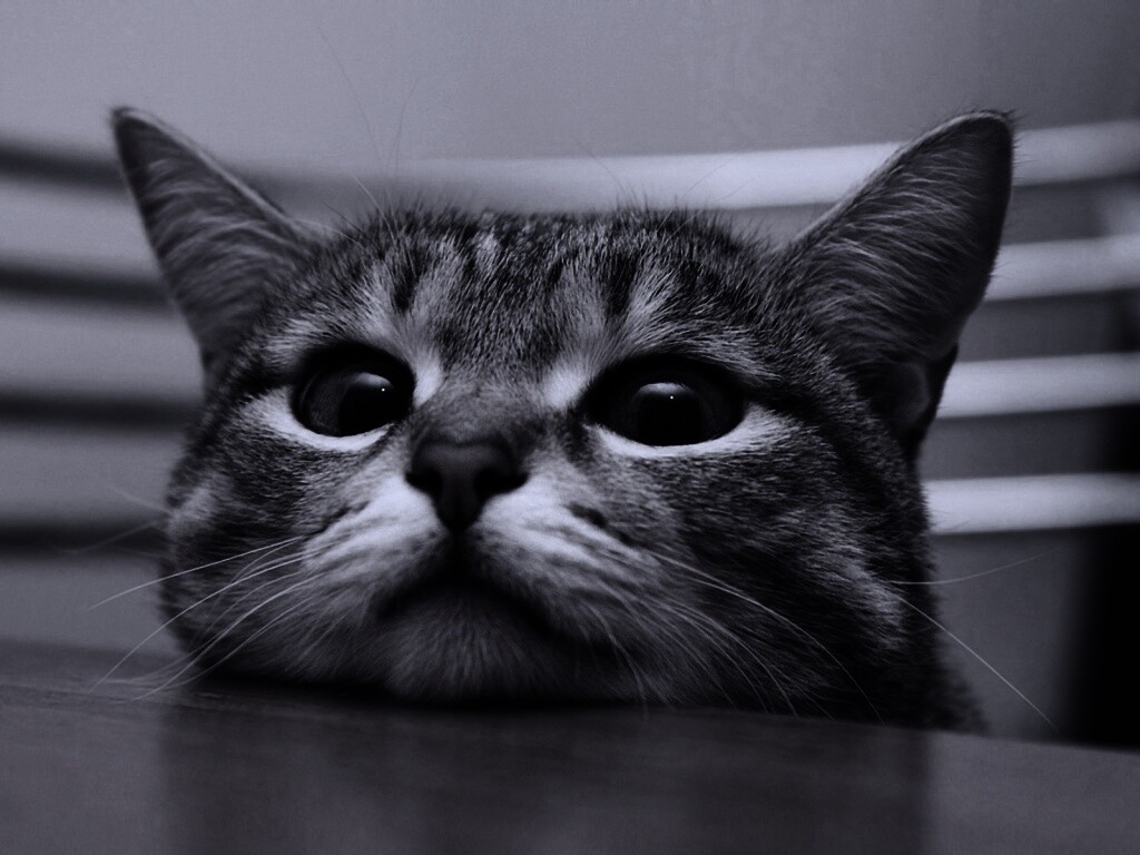 Любопытный котейка обои