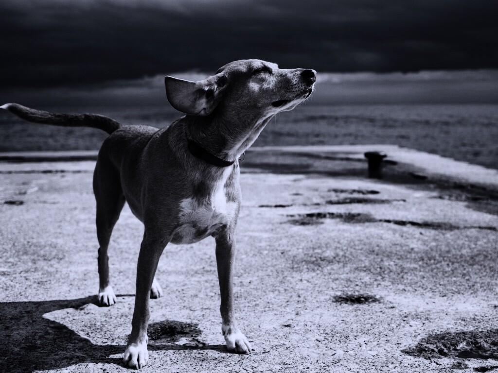 Собака на пирсе обои