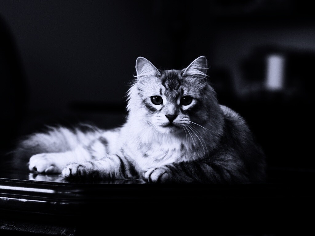 Кот благородных кровей обои