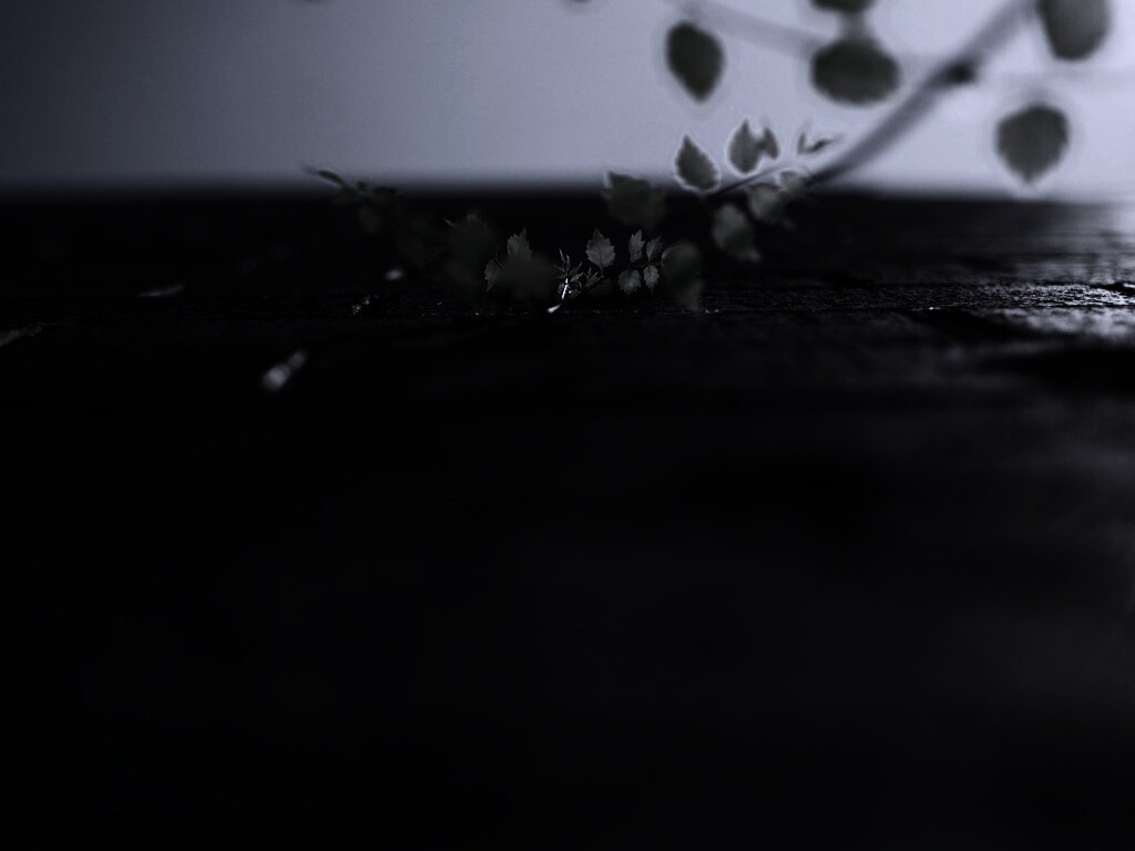 Зеленые ростки в стене обои